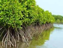 Mangrove Perlu Rehabilitasi Serius Agar Pesisir Tidak Mati