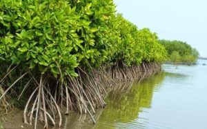Mangrove Perlu Rehabilitasi Serius Agar Pesisir Tidak Mati