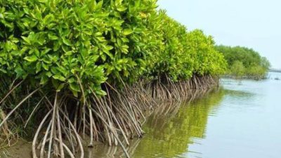 Mangrove Perlu Rehabilitasi Serius Agar Pesisir Tidak Mati