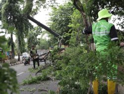 Ada 33 Ribu Pohon yang Rawan Tumbang di Kota Tangerang
