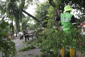 Ada 33 Ribu Pohon yang Rawan Tumbang di Kota Tangerang