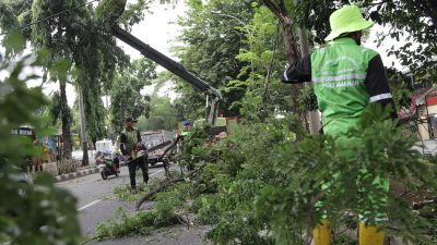 Ada 33 Ribu Pohon yang Rawan Tumbang di Kota Tangerang