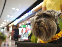 Mal di Tangerang yang Pet Friendly, Bisa Ajak Main Hewan Peliharaan
