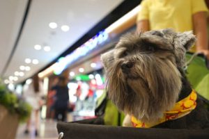 Mal di Tangerang yang Pet Friendly, Bisa Ajak Main Hewan Peliharaan