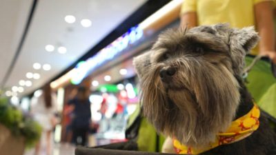 Bisa Ajak Main Hewan Peliharaan, 4 Mal di Tangerang Ini Pet Friendly