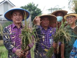 SMPN 3 Curug Tangerang Berhasil Kembangkan dan Panen Padi Hitam