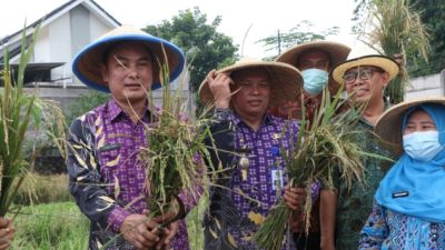 Keren! SMPN 3 Curug Tangerang Berhasil Kembangkan dan Panen Padi Hitam