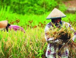 Nilai Tukar Petani di Banten Kembali Naik