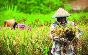 Nilai Tukar Petani di Banten Kembali Naik