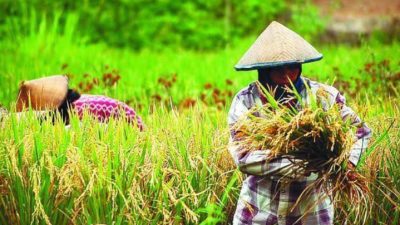 Nilai Tukar Petani di Banten Kembali Naik