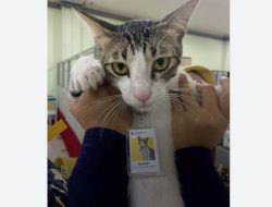 Soleh Kucing yang Diangkat Jadi PNS di Kantor Pajak Serpong Tangsel