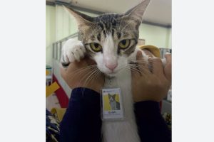 Soleh Kucing yang Diangkat Jadi PNS di Kantor Pajak Serpong Tangsel