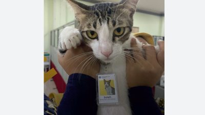 Soleh Kucing yang Diangkat Jadi PNS di Kantor Pajak Serpong Tangsel