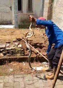 Jangan Panik, Ini Pertolongan Pertama Ketika Digigit King Cobra
