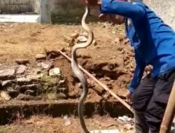 Jangan Panik, Ini Pertolongan Pertama Ketika Digigit King Cobra