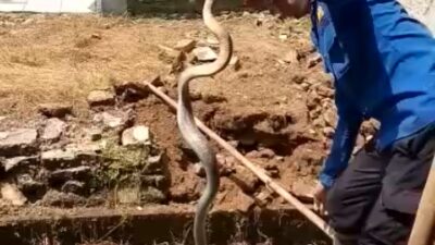 Jangan Panik Ketika Digigit King Cobra, Lakukan Rangkaian Pertolongan Pertama Ini