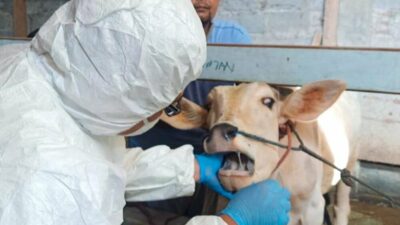 Ada 38 Kasus LSD, Pemkab Tangerang Vaksin Ribuan Hewan Ternak