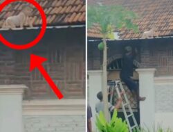 Viral Video Bayi Merangkak di Atap Genteng di Media Sosial