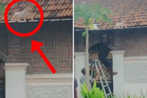 Viral Video Bayi Merangkak di Atap Genteng di Media Sosial
