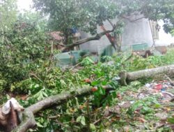 Simak, Cara Klaim Asuransi Pohon Tumbang Secara Online di Tangerang
