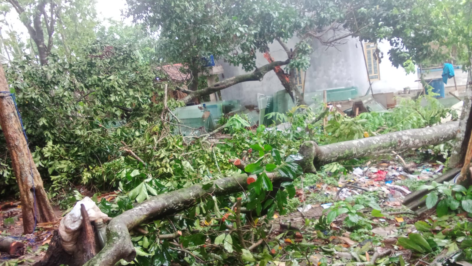 Penting, Begini Cara Klaim Asuransi Pohon Tumbang Via Online di Tangerang