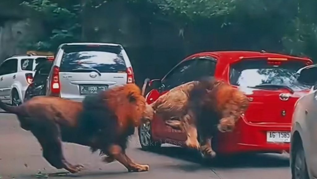Viral Video Singa Berkelahi hingga Seruduk Mobil Pengunjung di Taman Safari