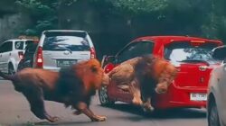 Viral, Singa Berkelahi hingga Seruduk Mobil Pengunjung di Taman Safari