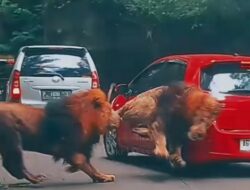 Viral Video Singa Berkelahi hingga Seruduk Mobil Pengunjung di Taman Safari