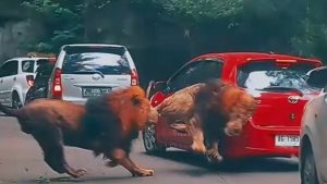 Viral Video Singa Berkelahi hingga Seruduk Mobil Pengunjung di Taman Safari