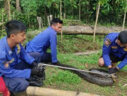 Damkar Evakuasi Ular Sanca 4 Meter di Tigaraksa Tangerang