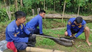 Damkar Evakuasi Ular Sanca 4 Meter di Tigaraksa Tangerang