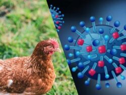 DPKP Kabupaten Tangerang Waspadai Penyebaran Virus Flu Burung