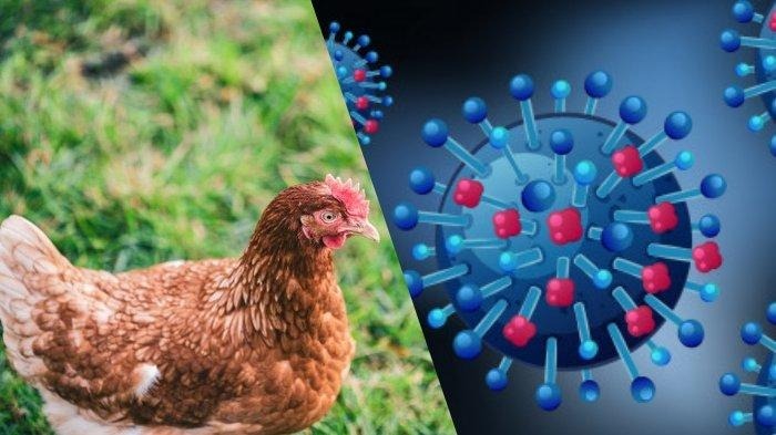 DPKP Kabupaten Tangerang Waspadai Penyebaran Virus Flu Burung