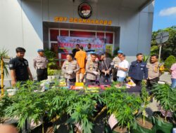 Seorang Fotografer Tanam Ganja Dalam Rumah di Sindang Jaya Tangerang
