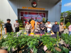 Seorang Fotografer Tanam Ganja Dalam Rumah di Sindang Jaya Tangerang