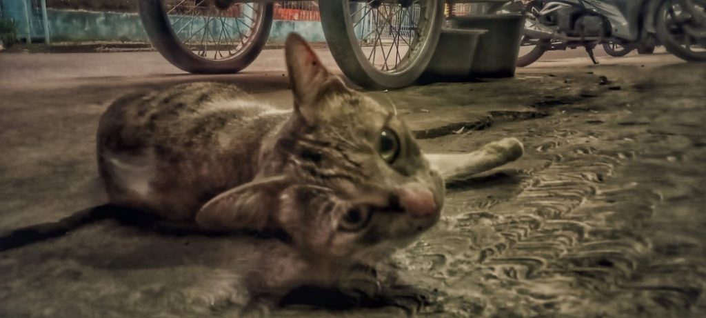 4 Alasan Kenapa Kucing Harus Disterilisasi, Wajib Tahu Nih