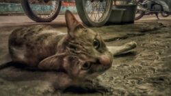 4 Alasan Kenapa Kucing Harus Disterilisasi