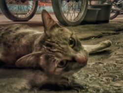 4 Alasan Kenapa Kucing Harus Disterilisasi, Wajib Tahu Nih