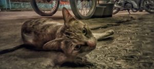 4 Alasan Kenapa Kucing Harus Disterilisasi, Wajib Tahu Nih