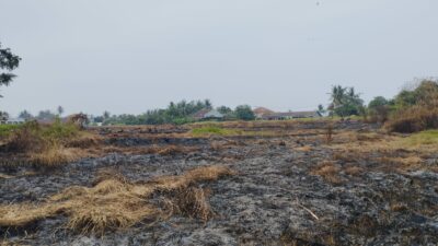 5 Hektar Lahan Sawah Kering di Kresek Tangerang Terbakar