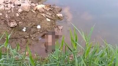 Mayat Pria Tanpa Identitas Ditemukan Tergeletak Sudah Membusuk di Pinggir Kali Cisadane