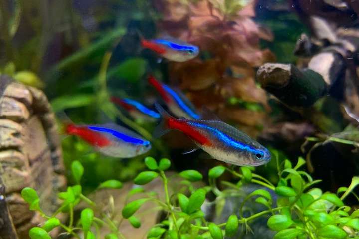 Ikan Hias Air Tawar yang Tahan Lama 2