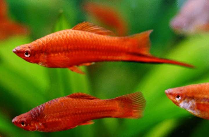 Ikan Hias Air Tawar yang Tahan Lama 3