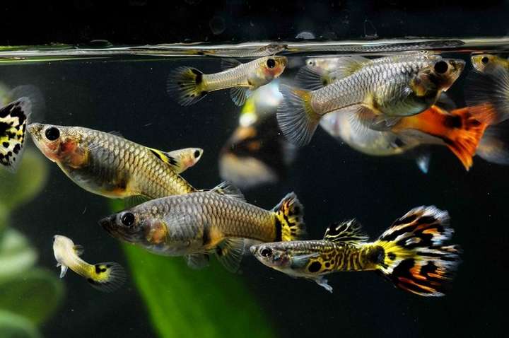 Ikan Hias Air Tawar yang Tahan Lama 4