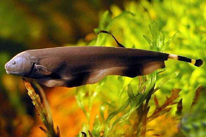 Ikan Hias Air Tawar yang Tahan Lama 5