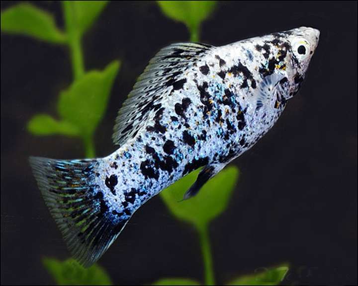 Ikan Hias Air Tawar yang Tahan Lama 6