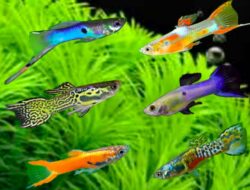 6 Jenis Ikan Hias Air Tawar yang Tahan Lama