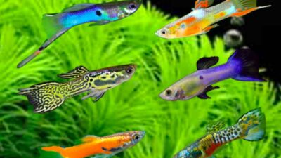 Jenis Ikan Hias Air Tawar yang Tahan Lama