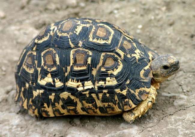 Kura kura Leopard Tortoise