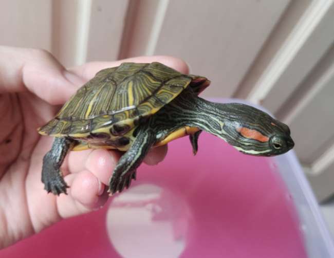 Kura kura Red Eared Slider